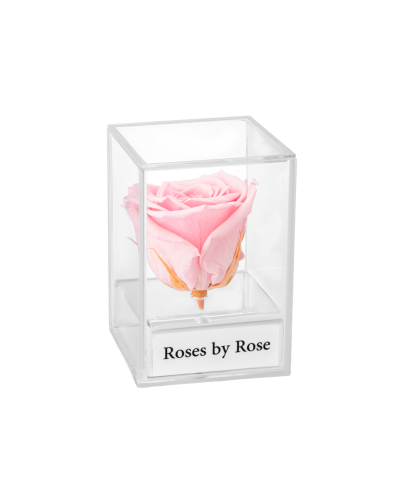 Single - Longlife Rose