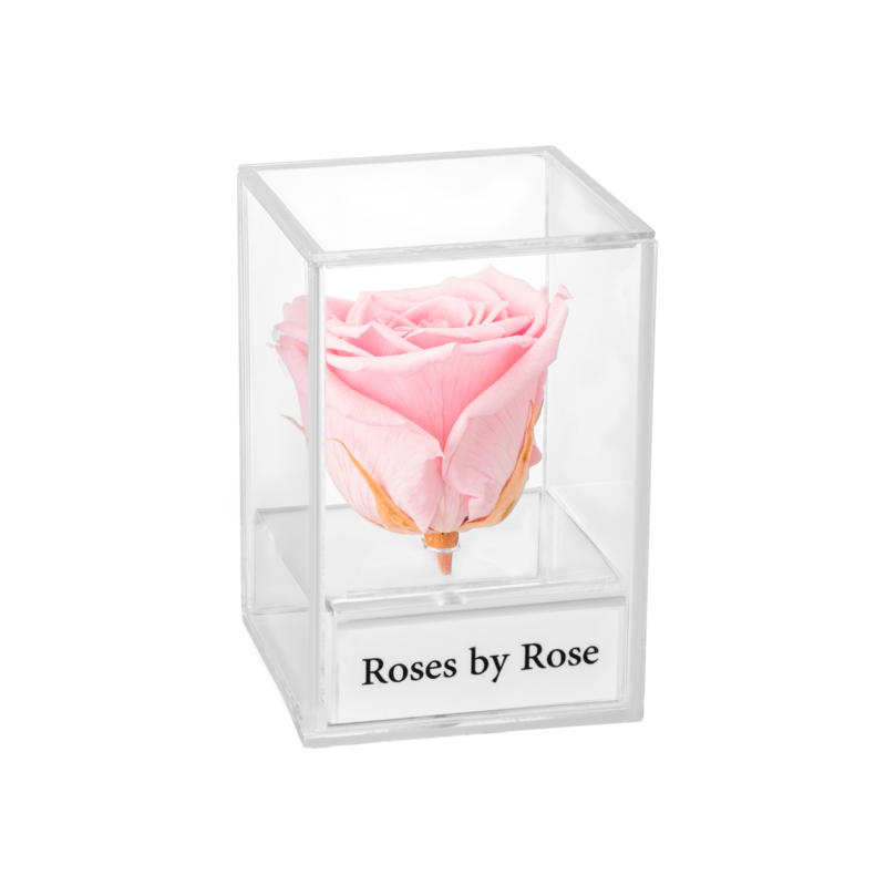 Single - Longlife Rose